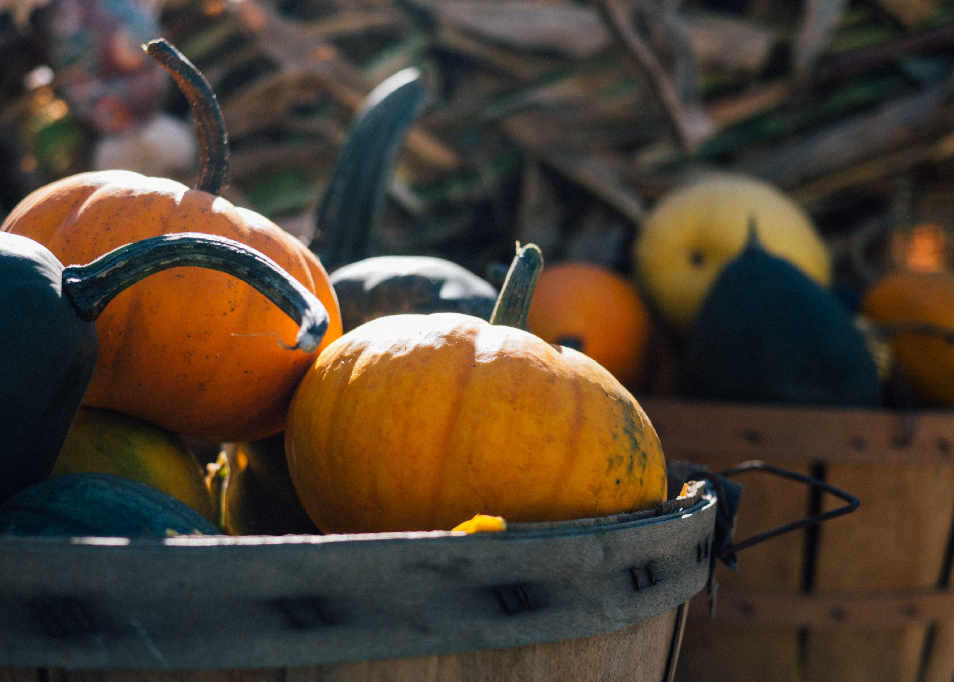 pumpkin roadside stand