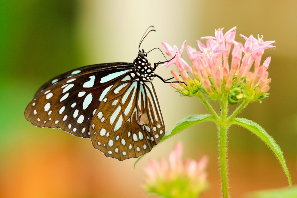 butterfly on flower. waiting.