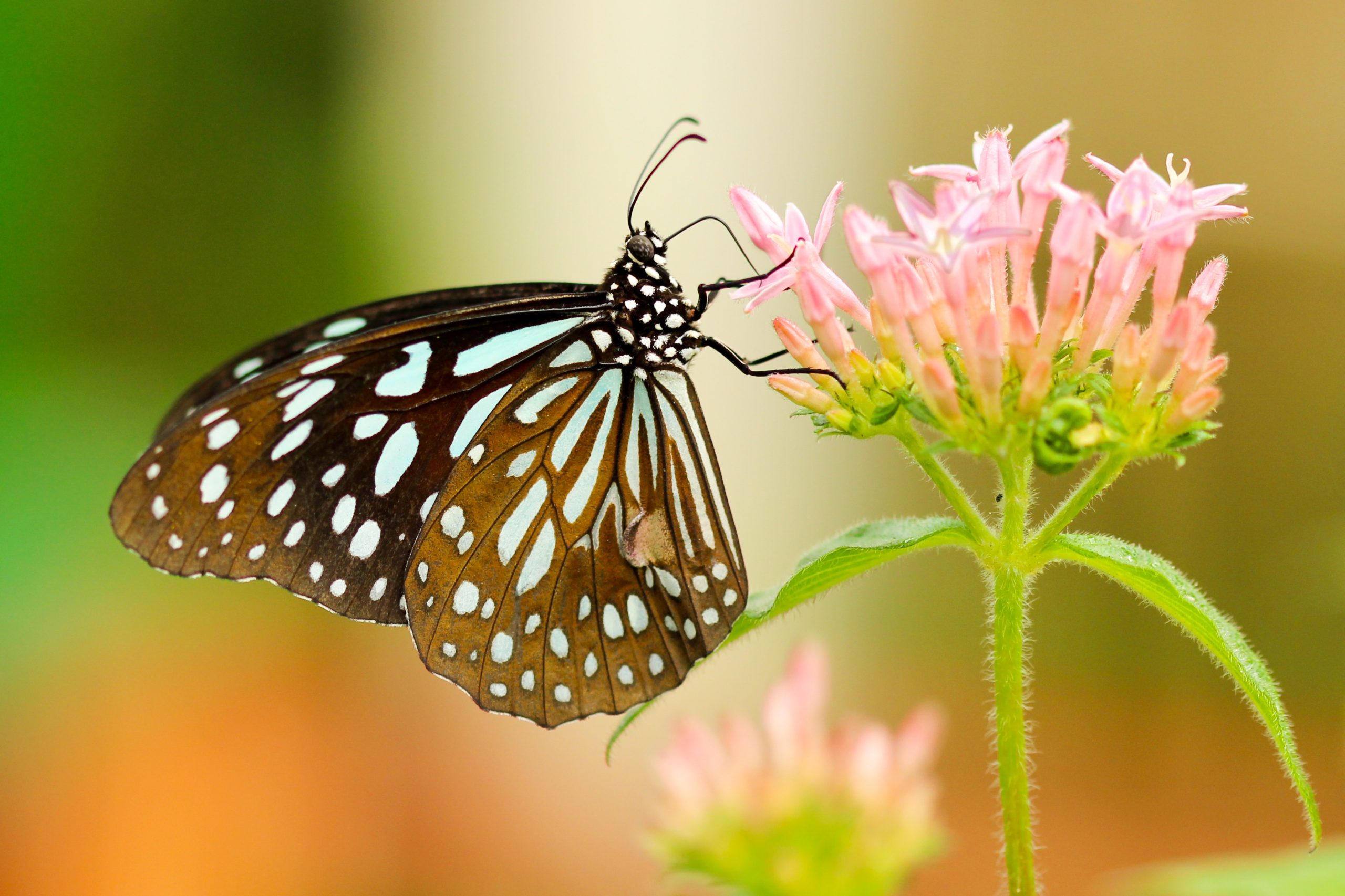 butterfly on flower